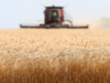 Government's wheat procurement may fall by half this season