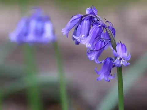 Calming experience