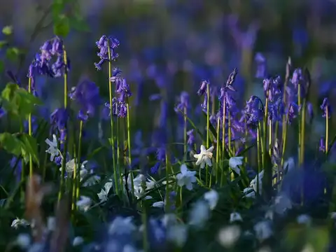 Blue Forest