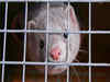 Mink to human: First spillover cases in the US