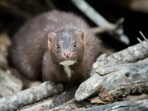 Contact with mink