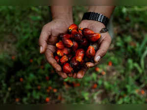 Palm oil plantation in Kampar regency as Indonesia announced a ban on palm oil exports effective this week