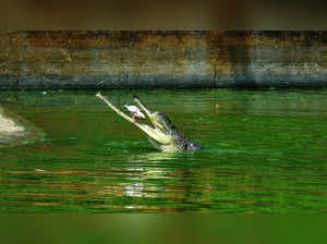 Gharial catch his meal of fish TNN