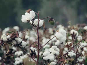 cotton-agencies