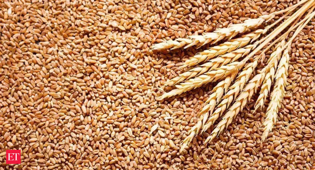 India's wheat export boom brings bonanza to farmers