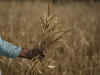 Heat to scorch India’s wheat supplies, adding food-shortage worries to world