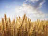 Wheat procurement down 44% on higher exports
