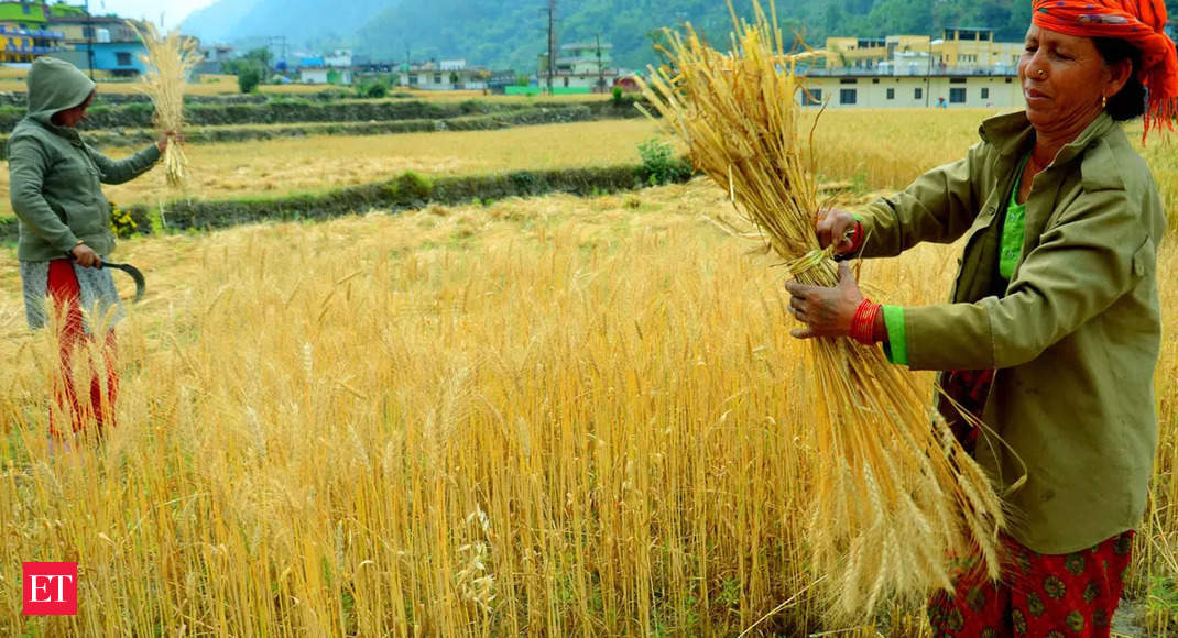 PMGKAY: Wheat allocation to be cut, rice to go up for beneficiaries