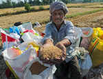 India is in a comfortable position and has sufficient stock of wheat: Food Secy