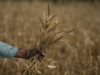 Farmers sell wheat to private players on global demand, lesser yield