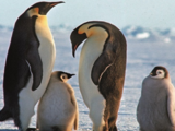 Emperor penguin at serious risk of extinction due to climate change