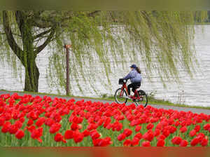 A woman cycles past tulips in Arlington, Virginia