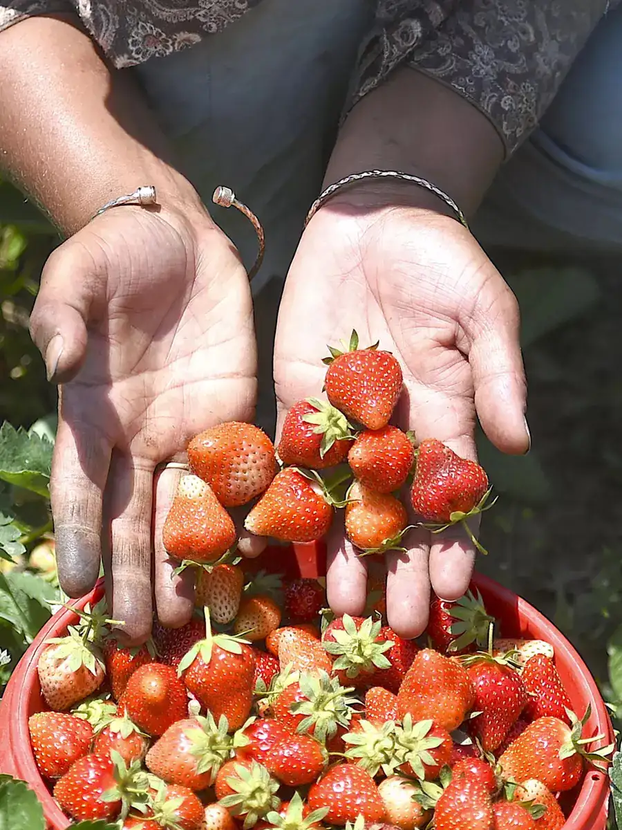 Strawberry harvest in Kashmir See pics EconomicTimes