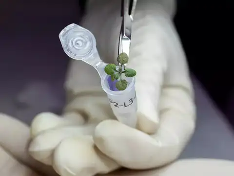 ​The plant that was grown