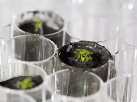 ​Soil from the Moon