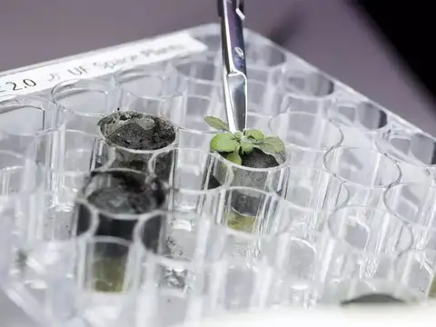 ​Plants sprouted and grew