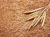 Govt weighs wheat export cap, more rice in food scheme