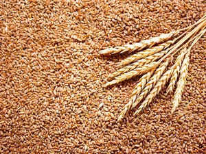 Wheat jumps most in three weeks as India weighs export limits