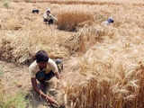 Restriction on agricultural exports 'indirect tax' on farmers: Bharat Krishak Samaj