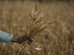 Heatwave-hit India irks G7 with wheat export ban