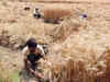 Ban on wheat exports 'anti-farmer' move, say Punjab farmers' unions