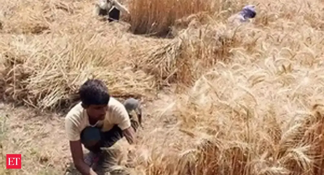 Ban on wheat exports 'anti-farmer' move, say Punjab farmers' unions