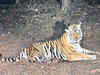 Rajasthan's Ramgarh Vishdhari Sanctuary notified as tiger reserve