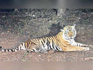 Rajasthan: 13 tigers missing from Ranthambore Tiger reserve in 3 years, panel to probe into it