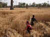 Wheat export ban: India's extreme heat wave having ripple effects on world's food supply
