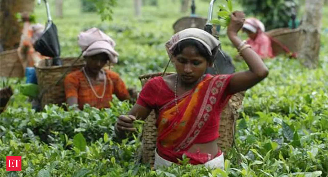 European buyers not keen to pick up Darjeeling tea