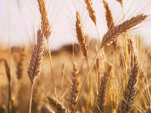 Wheat--Getty