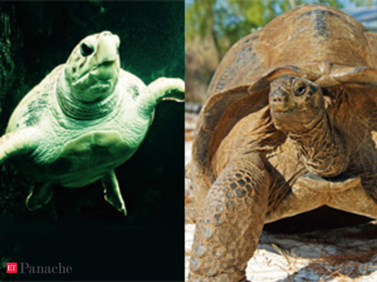 Turtle vs Tortoise: Turtles are aquatic and omnivores while tortoises live  on land and are herbivores - The Economic Times
