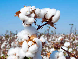 cotton prices