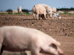Nepal reports first African swine fever outbreak