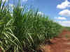 Over 17 lakh tonnes of sugarcane still lying in farms across Maharashtra despite end of crushing season