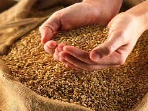 Egypt says government purchases exempted from India’s wheat exports ban