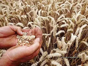 Wheat importers in Asia scramble for supplies after Indian export ban