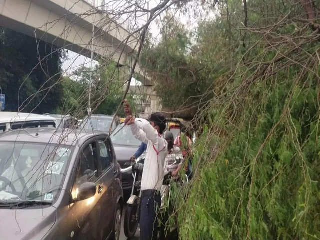 ​Falling trees damage vehicles