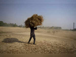 India Wheat Export