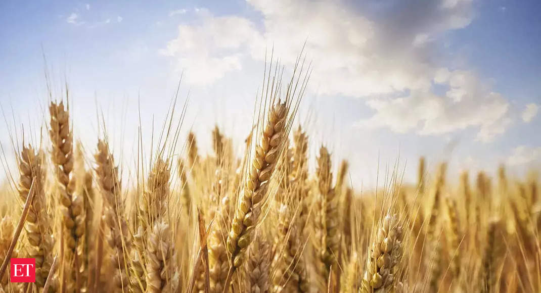 Government's wheat procurement down by 53% to 182 lakh tonnes in 2022-23