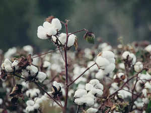 cotton agencies