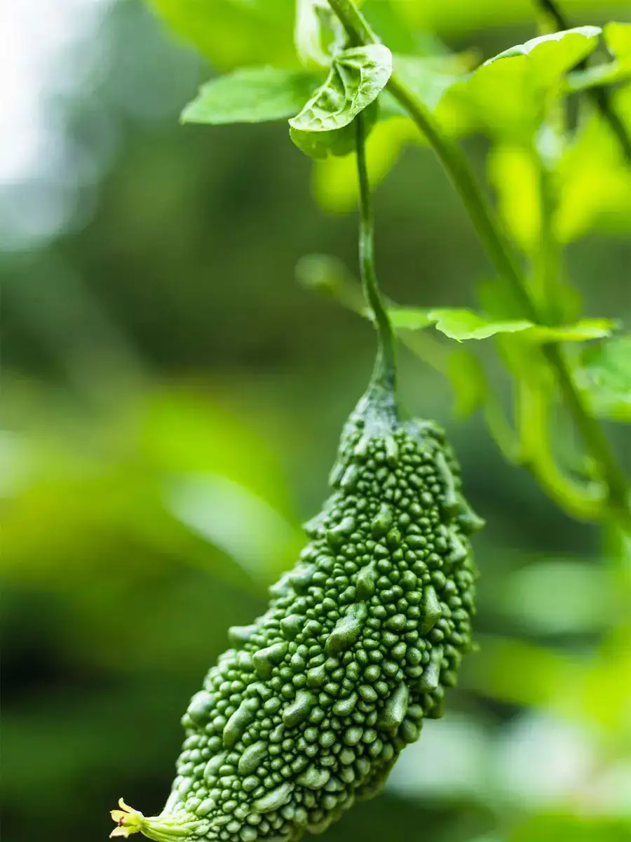 bitter gourd Why you should have bitter gourd in your diet EconomicTimes