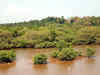 CIDCO transfers over 2,000 acres mangrove land to Maharashtra forest department