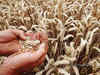 Government's wheat procurement down at 184.58 lakh tonnes so far