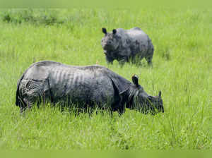 Kaziranga: One-horned rhinos graze inside the Burapahar Range of Kaziranga Natio...