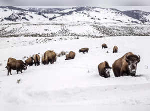 Bison gores woman in Yellowstone National Park