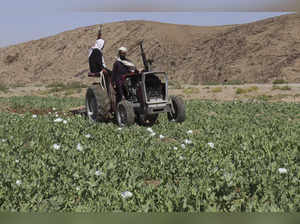 Afghanistan Poppy Eradication