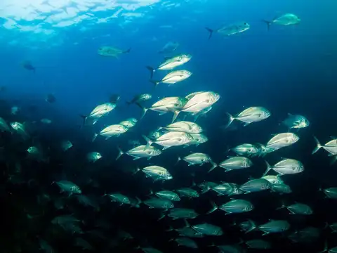 Who's overfishing?