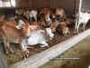 Serve at cow shelter for one month: Allahabad HC sets condition for bail to animal slaughter accused