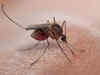 Artificial light may aid in controlling malaria, likely to alter mosquito biology